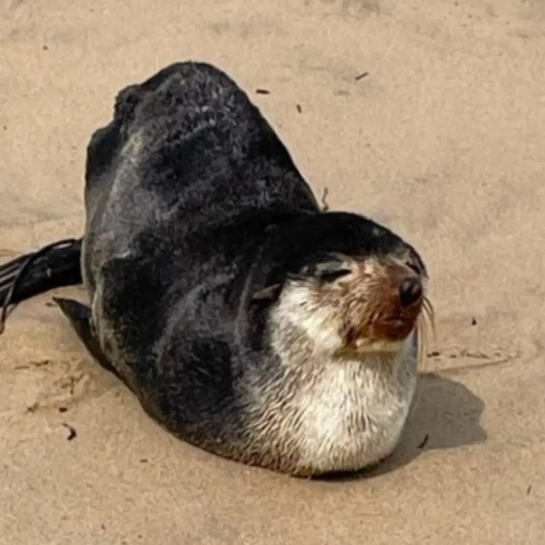 Lobo-marinho coberto de pelos é flagrado descansando na areia de praia